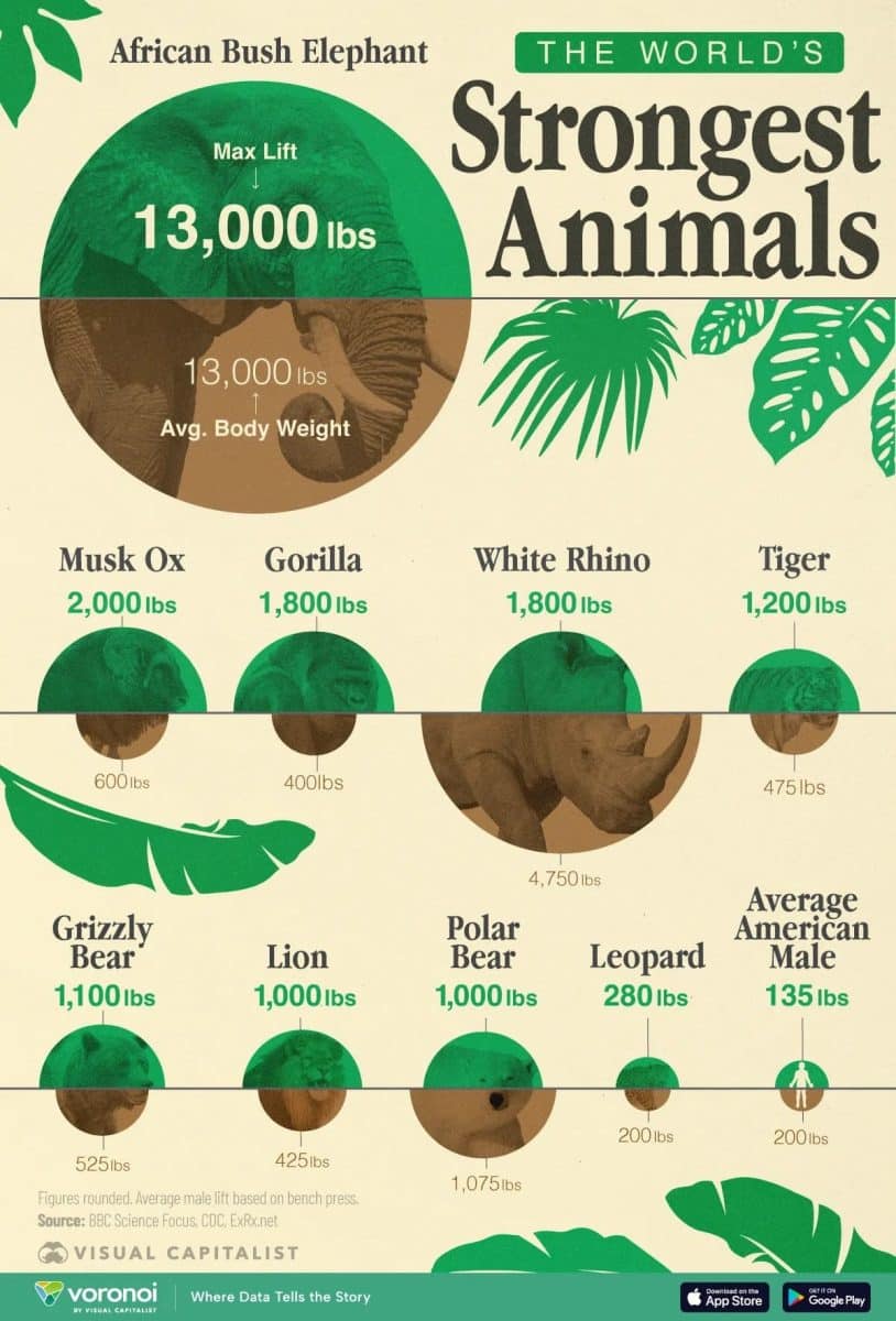Инфографика: самые сильные животные мира / © Visualcapitalist