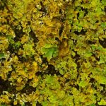 Лишайники в экосистеме