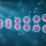 Деление клетки как основа передачи наследственной информации