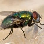 Биологическая криминалистика: что скрывают мухи и не только