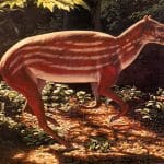 Непарнокопытные: эволюция выносливых бегунов