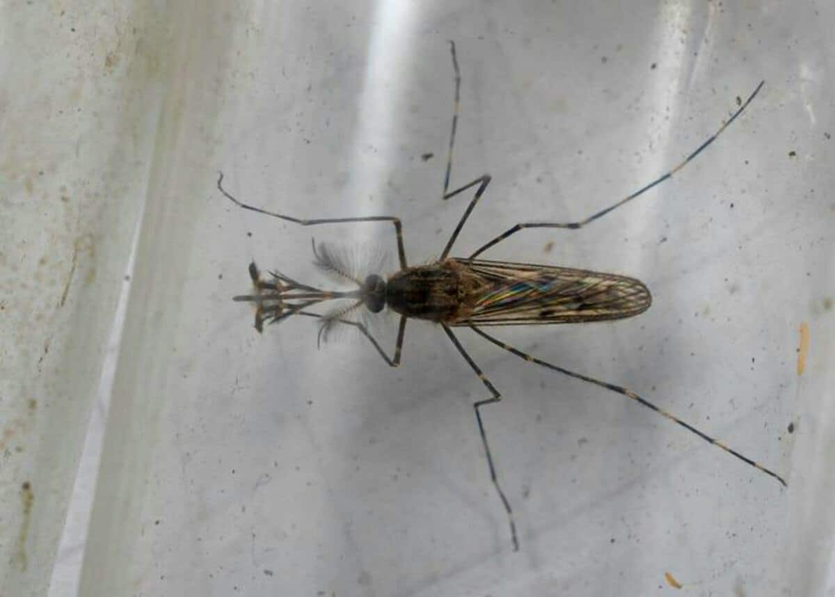 Самка комара Culiseta annulata в Исландии / © Björn Hjaltason, Vísir