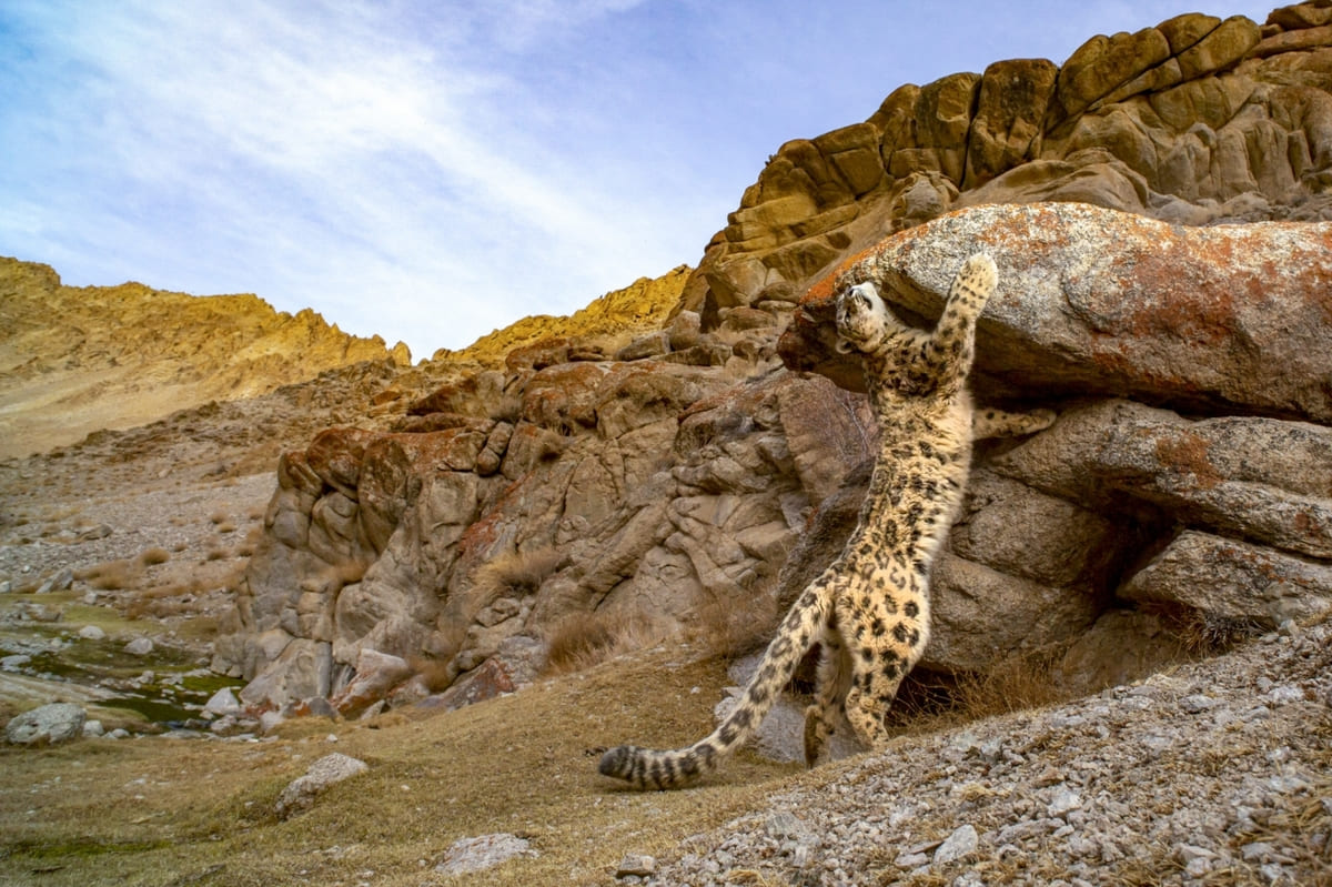 Снежный барс (Panthera uncia) в Гималаях / © Sandesh Kadur