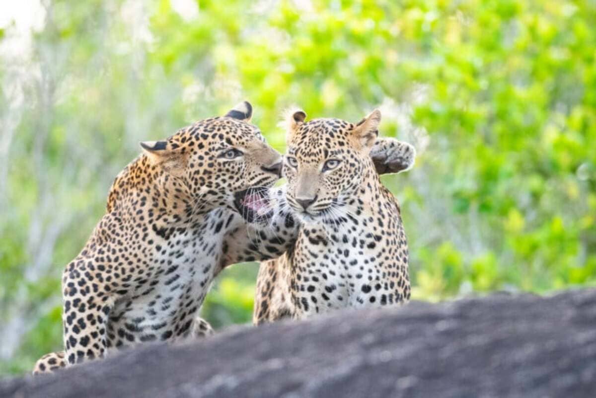 «Сквернословие» / © Hikkaduwa Liyanage Prasantha Vinod