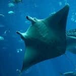 Морские биологи рассказали, зачем гигантские скаты ныряют на глубину более тысячи метров