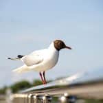 Чайки‑курьеры: как микропластик попал в чистые прибрежные зоны Кольского залива