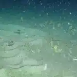 Антарктические рыбы объединили свои гнезда в колонии, чтобы защититься от хищных червей