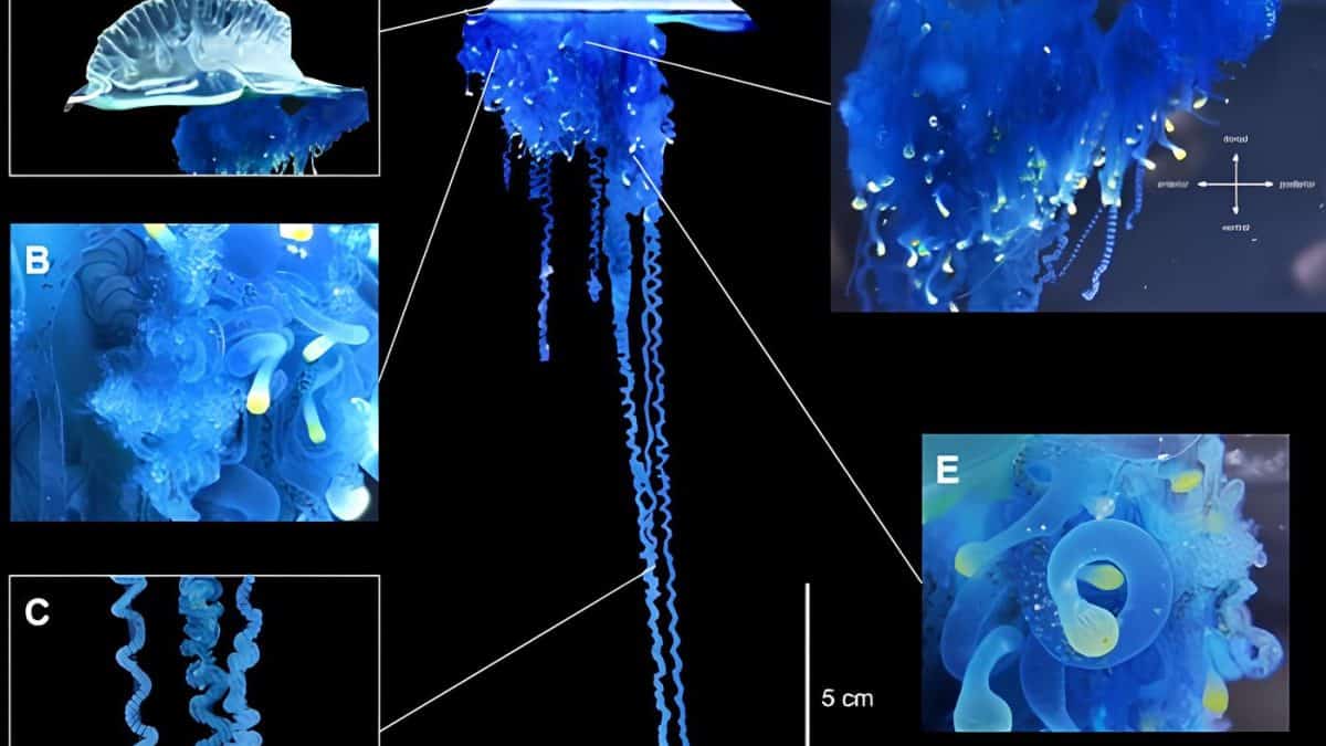 Зоологи обнаружили новый вид медузы и назвали его в честь самурая
