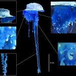 Зоологи обнаружили новый вид медузы и назвали его в честь самурая