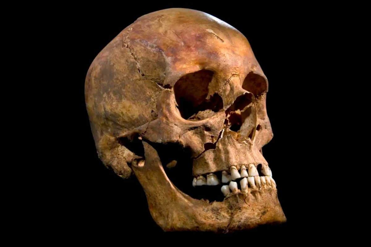 Череп короля Ричарда III