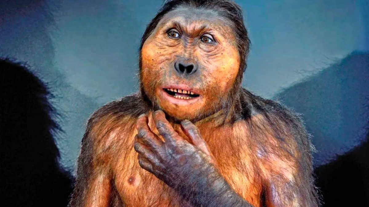 Древний родственник человека обладал силой гориллы и ловкостью современных людей