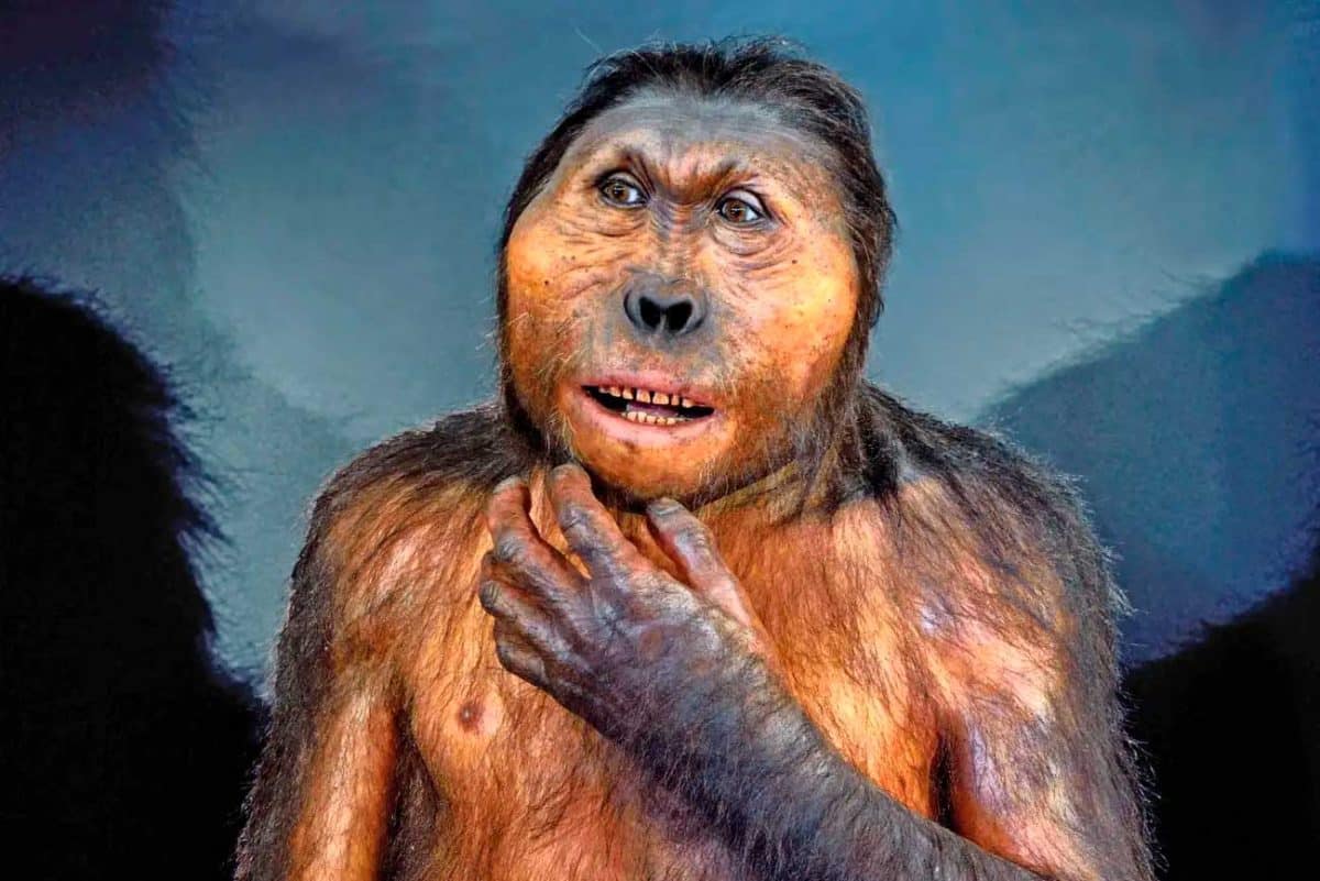 Paranthropus boisei
