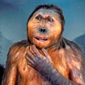 Paranthropus boisei