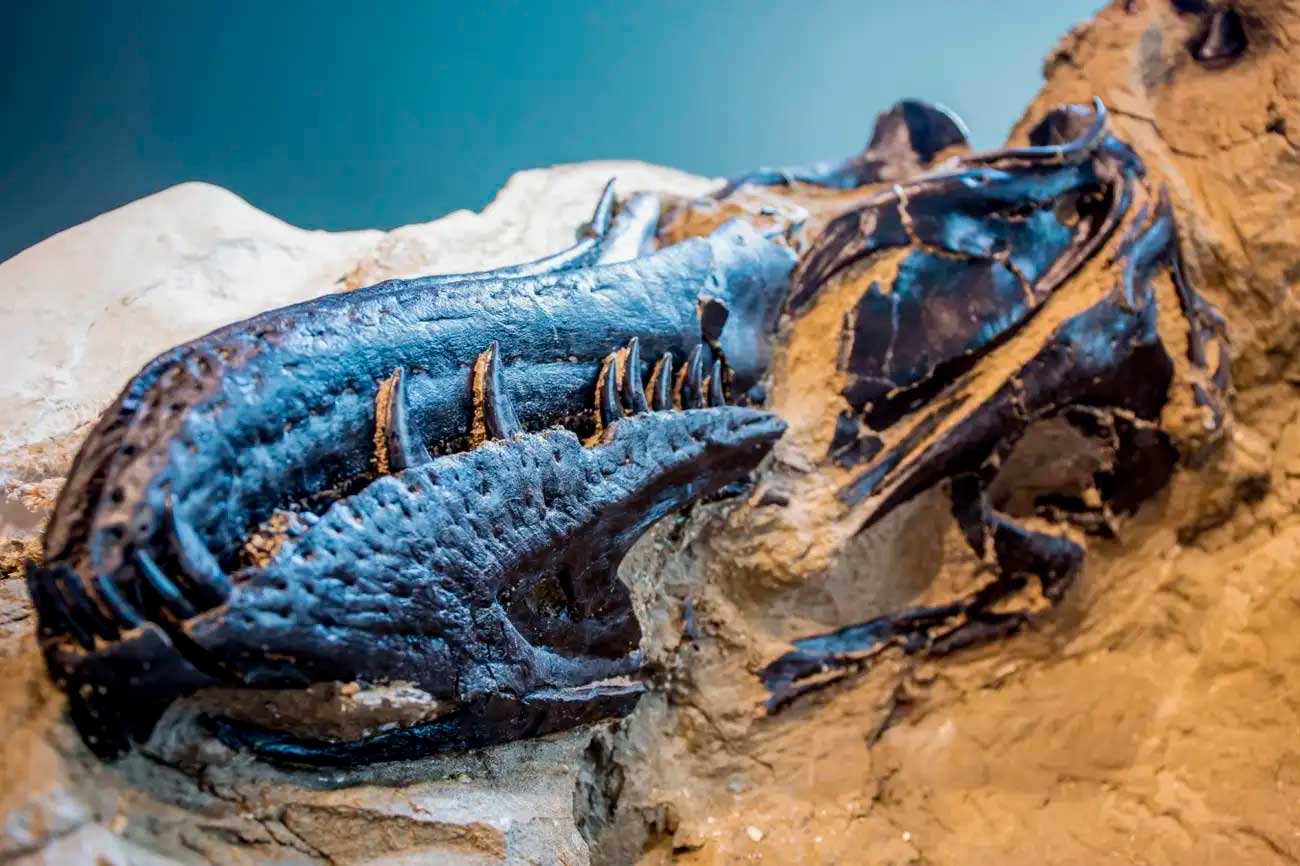 Череп Nanotyrannus lancensis