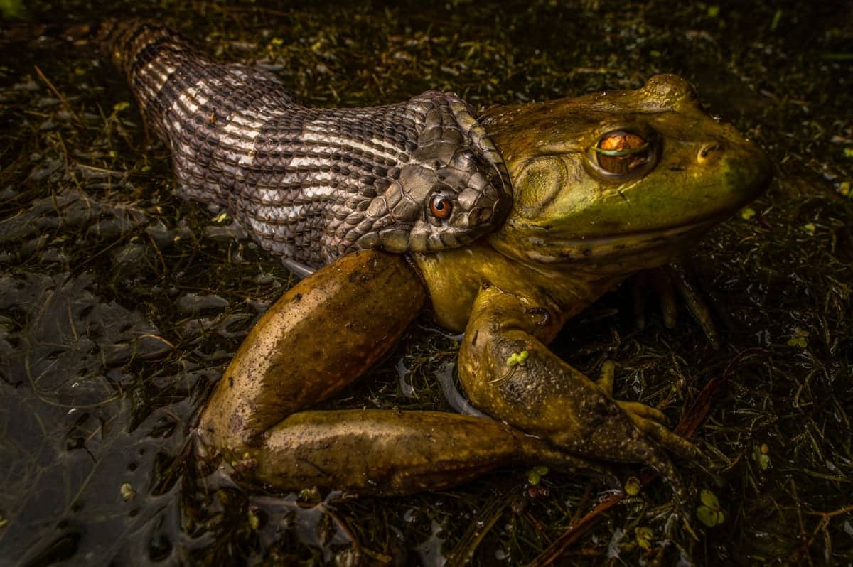 Американский ромбический уж (Nerodia rhombifer) поедает лягушку-бык (Lithobates catesbeianus) / © Nick Kanakis