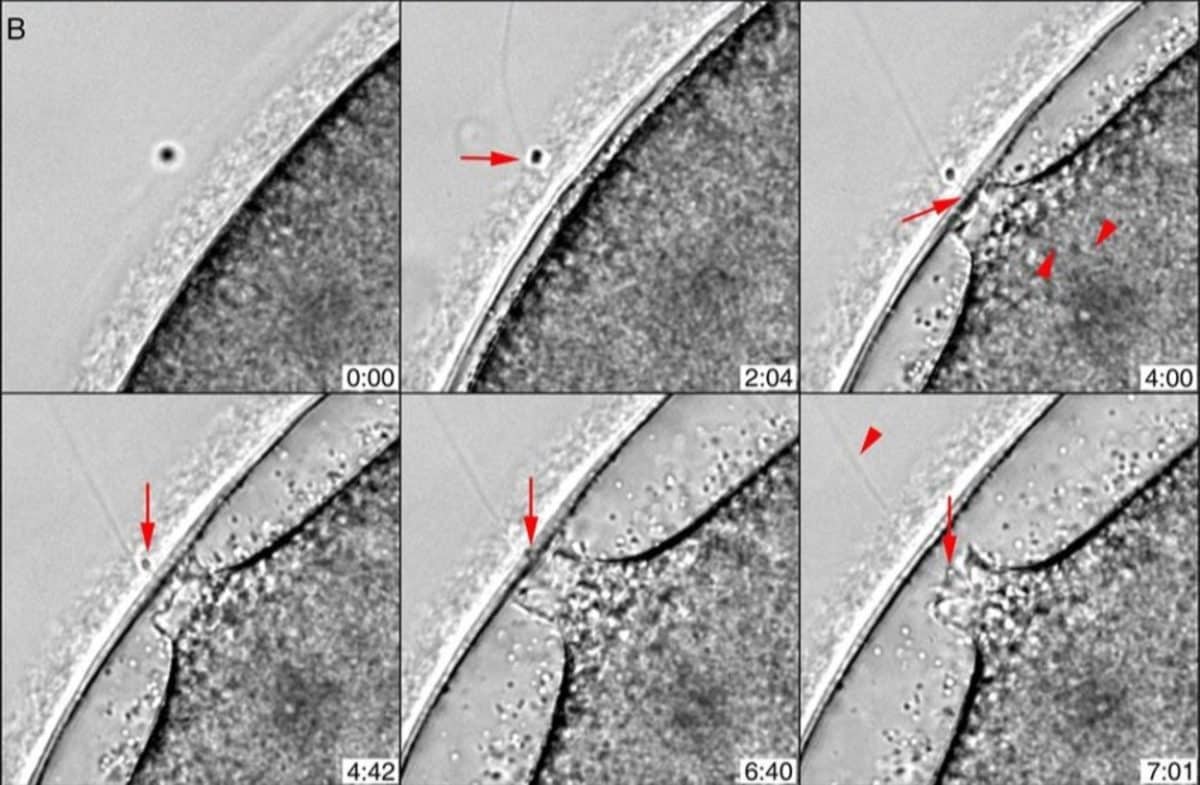 Ученые наблюдали, как сперматозоид подходит к яйцу морской звезды / © PLoS ONE / Luigia Santella