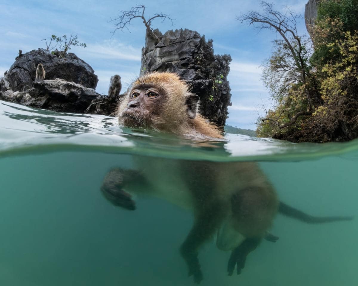 Макак-крабоед (Macaca fascicularis) плывет у островов Пхи-Пхи-Дон в Таиланде / © Suliman Alatiqi