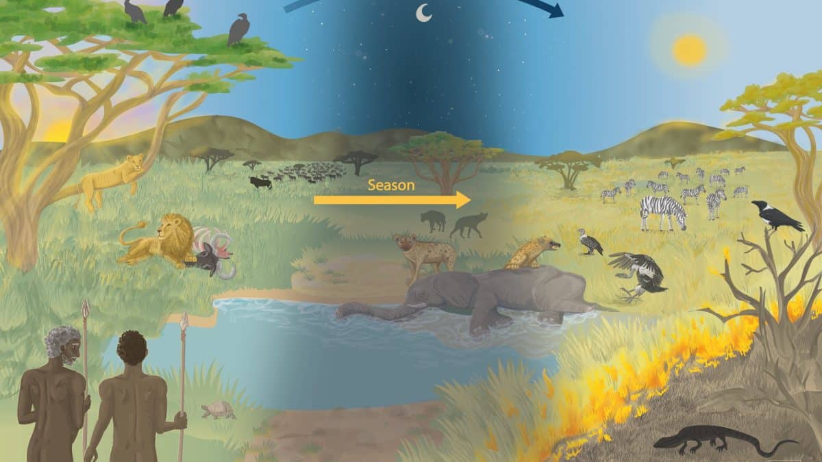 Древние люди были не прочь полакомиться падалью