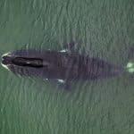 Долголетие гренландских китов обеспечил белок, восстанавливающий ДНК