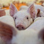 Особый свет повысил плодовитость свиней почти на четверть