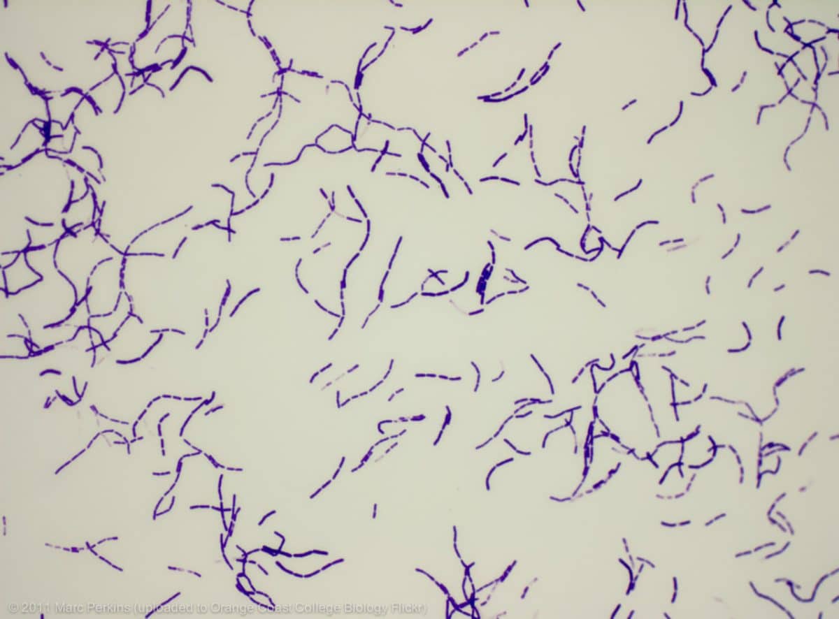 Капустная палочка Bacillus megaterium в увеличении 400x / © Marc Perkins
