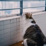 Ветеринары раскритиковали риторику защитников природы о пользе изоляции кошек дома