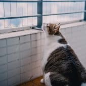 толстый кот