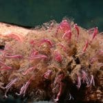 Нехватку червей-зомби назвали признаком «задыхающегося» океана