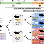 эксперимент с мышами
