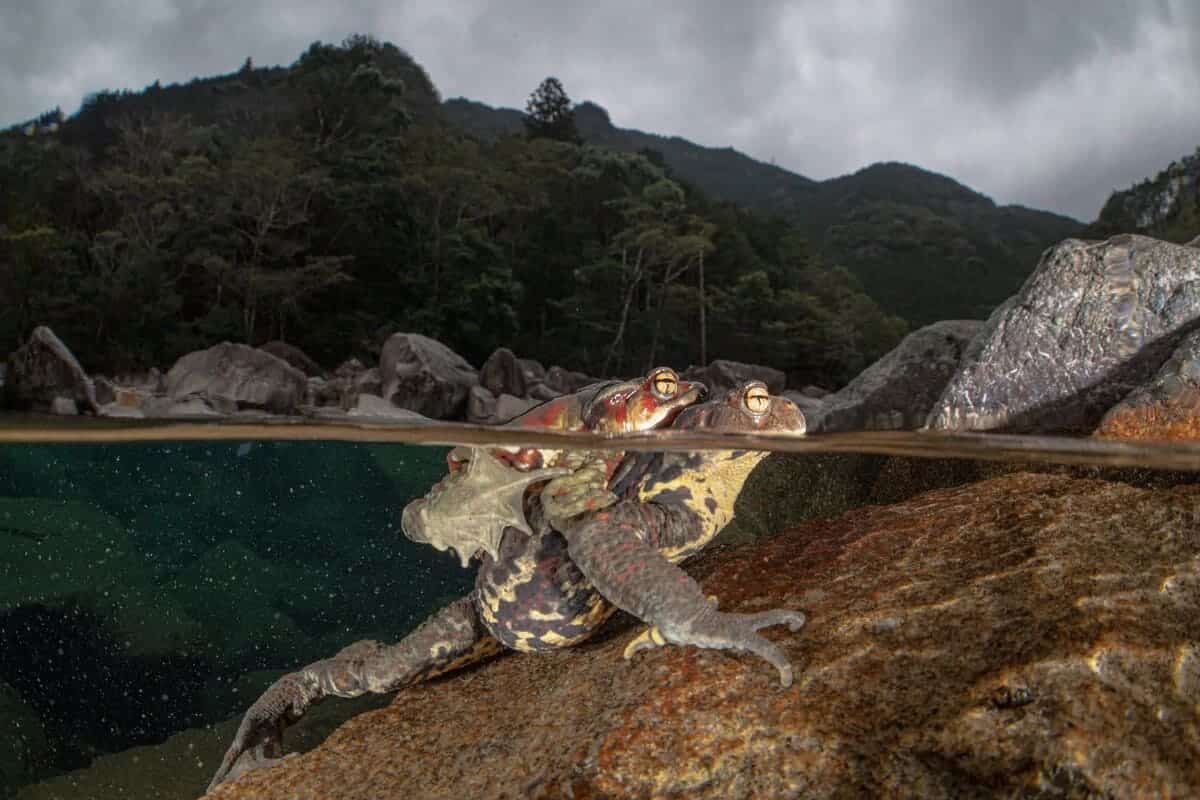 Финалист конкурса: японские жабы, река Теси, Миэ, Япония / © Mayumi Takeuchi-Ebbins