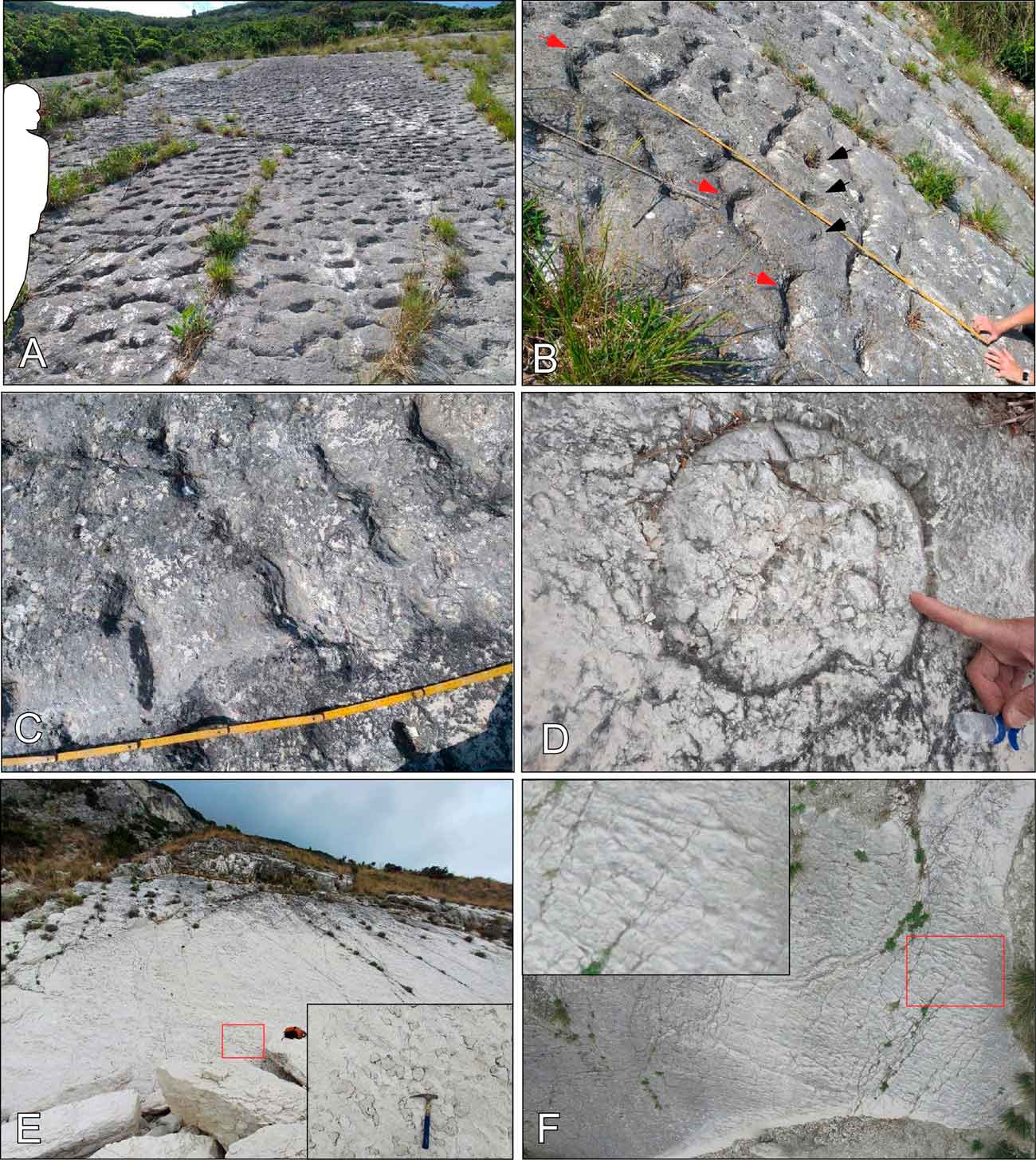 следы черепах