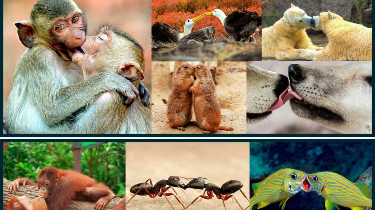 Поцелуи могли возникнуть у предков человекообразных обезьян 21 миллион лет назад