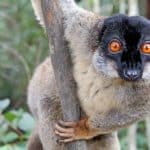 Богачи Мадагаскара запустили моду на «чистое» мясо лемуров, чем сильно сократили их популяцию