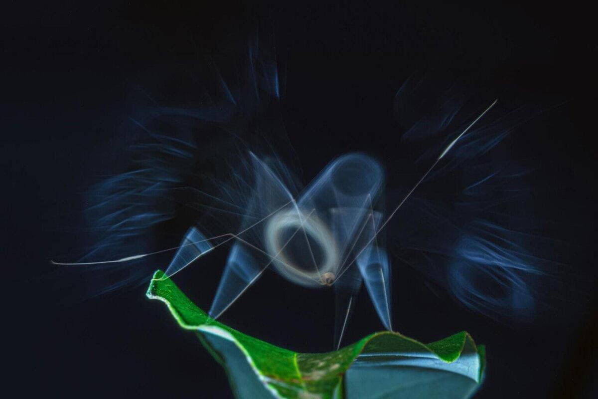 Победитель в номинации «Творческая природа» / © Bidyut Kalita