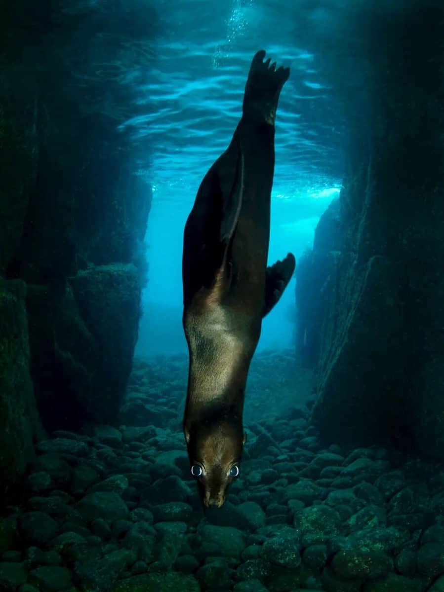 Финалист конкурса: взгляд морского льва, Лос-Ислотес, Ла-Пас, Мексика / © Nur Tucker