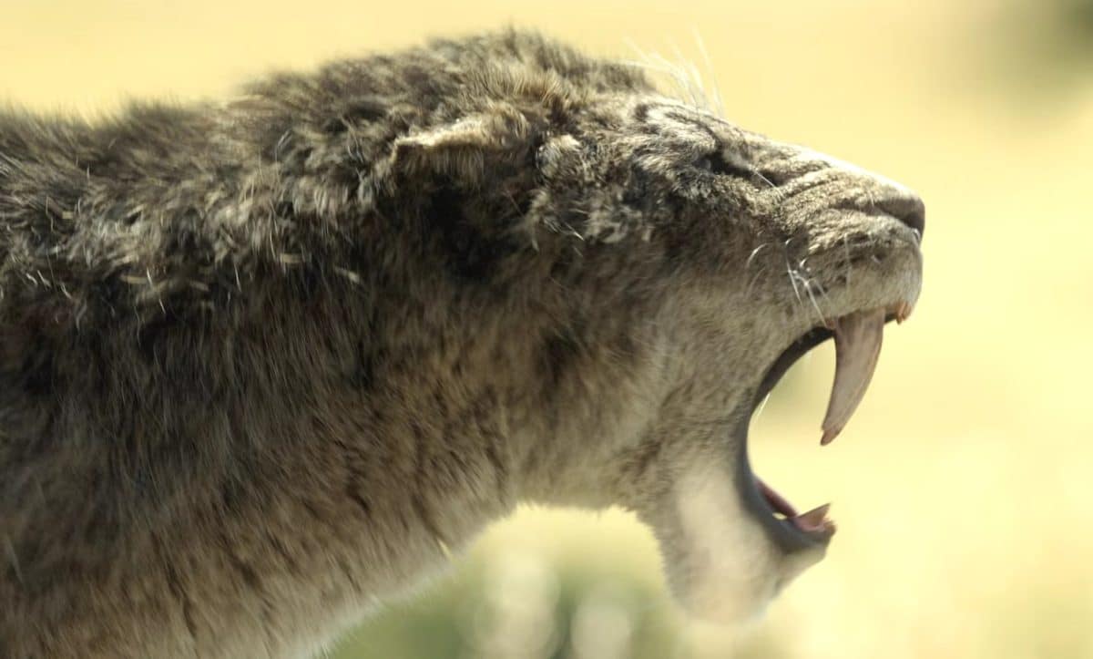 Вероятно, африканский гомотерий (Homotherium sp.) / © Prehistoric Planet: Ice Age / Apple TV+ / BBC Studios Natural History Unit