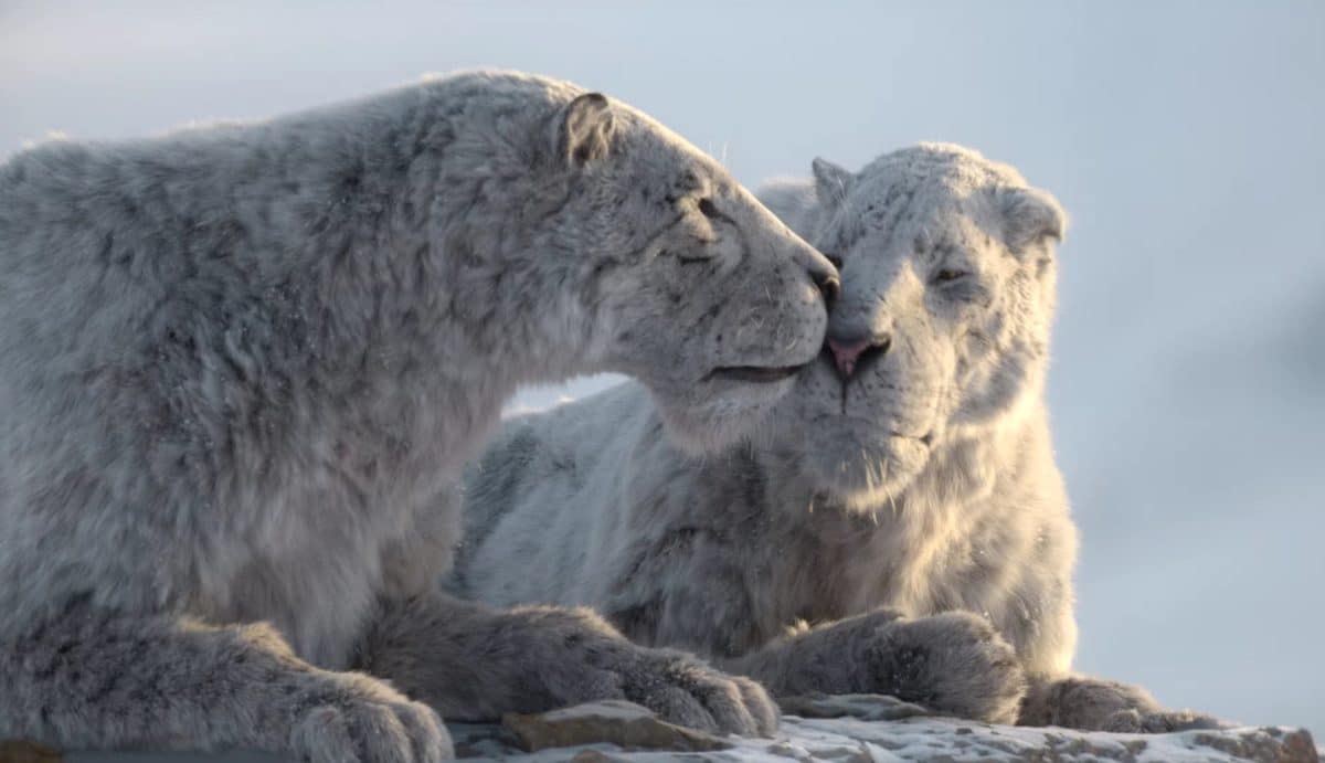 Вероятно, американский гомотерий (Homotherium sp.) / © Prehistoric Planet: Ice Age / Apple TV+ / BBC Studios Natural History Unit
