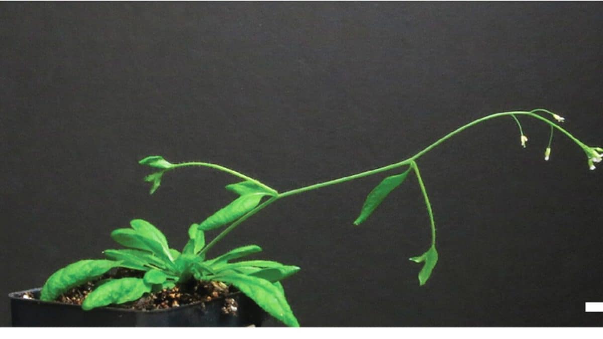 Биологи нашли систему принудительного роста вниз у растений
