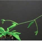 Биологи нашли систему принудительного роста вниз у растений