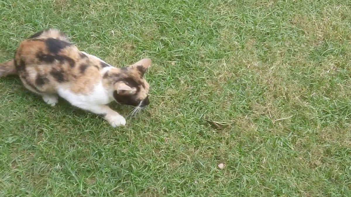 Кот охотится на кузнечика / © Perseverance