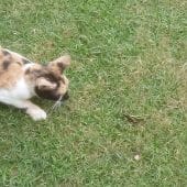 Кот охотится на кузнечика / © Perseverance