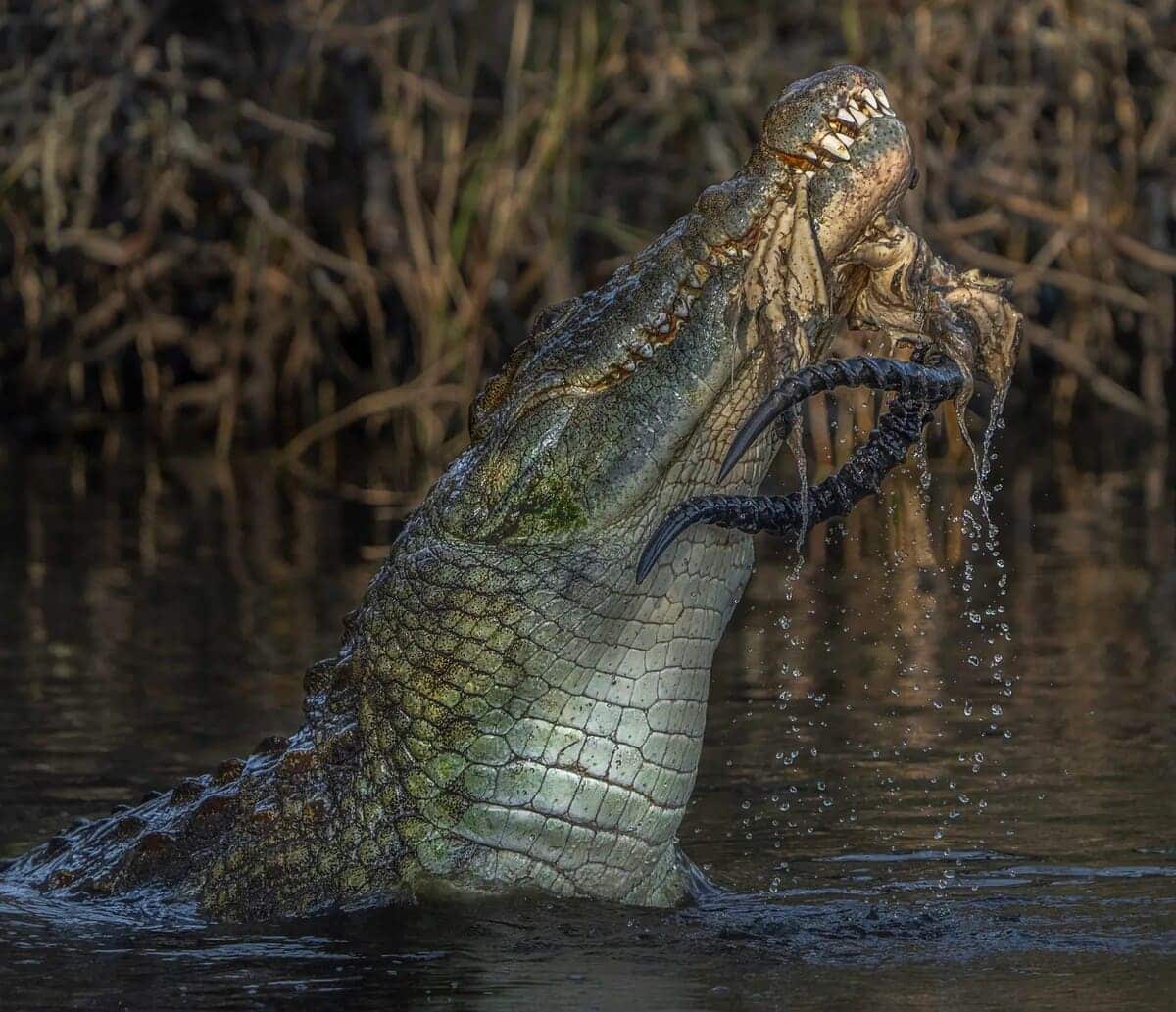 Финалист конкурса: африканский крокодил, Национальный парк Крюгера, ЮАР / © Kath Aggiss