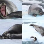 Самка морского леопарда 20 дней заботилась о своем умершем детеныше