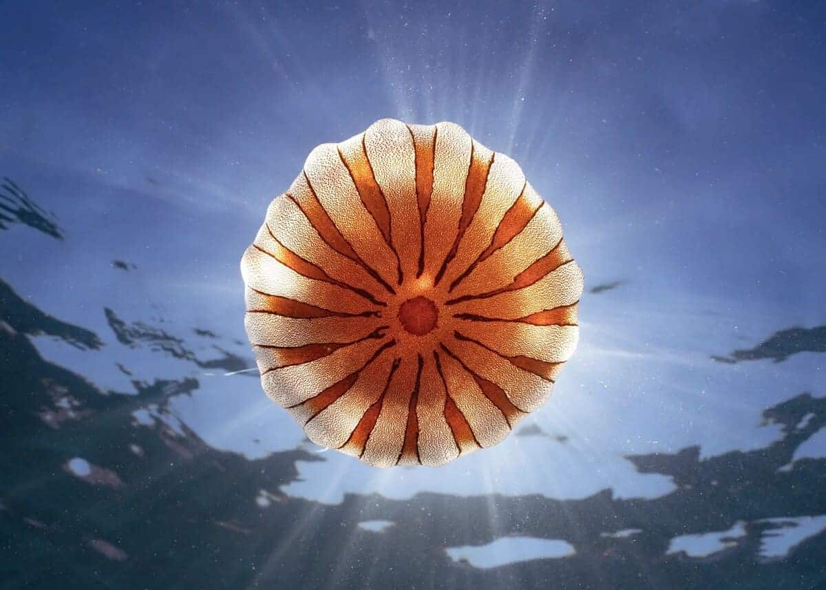 Финалист конкурса: медуза в бухте Чесил, Дорсет, Великобритания / © Ryan Stalker