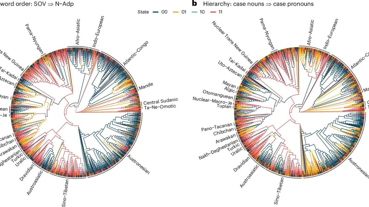 Анализ 2430 языков показал сходства и различия их правил грамматики