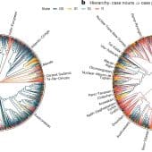 Лингвисты проверили 191 грамматическую закономерность на материале 2430 языков