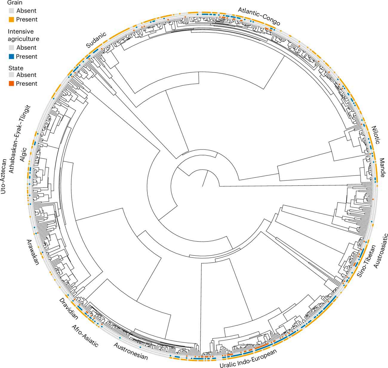 Филогенетическое древо