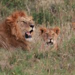 Ученые обнаружили «акценты» у львов из разных стран