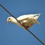 Ученые переписали механизм навигации у голубей