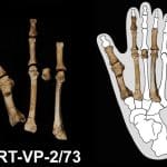 Антропологи выяснили «личность» неизвестного соседа знаменитой Люси